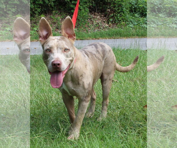 Medium Photo #1 Catahoula Bulldog Puppy For Sale in Prattville, AL, USA