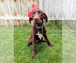 Small #1 Labrador Retriever Mix