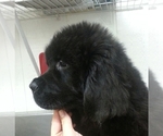 Small Photo #4 Newfoundland Puppy For Sale in MEDINA, OH, USA