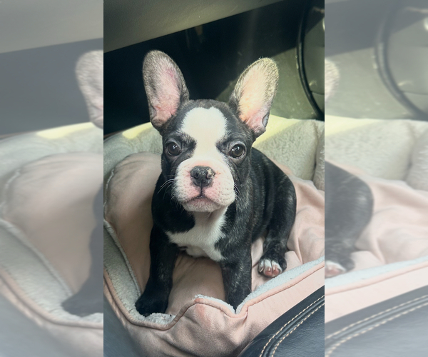 Medium Photo #3 French Bulldog Puppy For Sale in CROSWELL, MI, USA