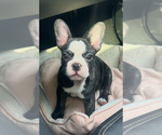 Small #2 French Bulldog