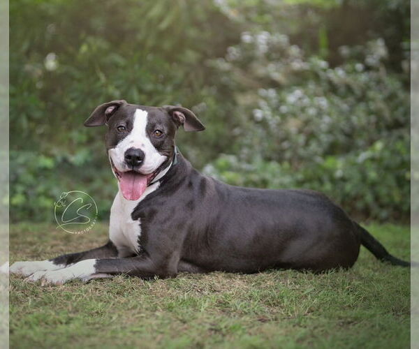Medium Photo #3 Bull Terrier-Unknown Mix Puppy For Sale in Marina Del Rey, CA, USA