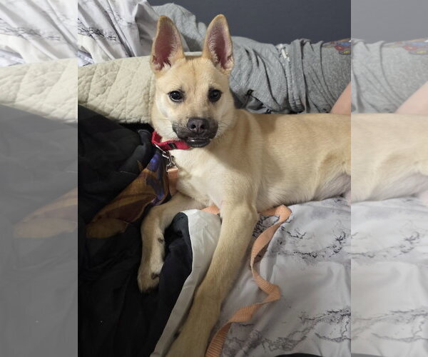Medium Photo #1 Pug-Unknown Mix Puppy For Sale in Princeton, MN, USA