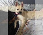 Gravy - Female Pug-Unknown Mix Dog for Adoption - Small photo