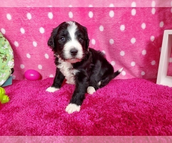 Medium Photo #2 Bernedoodle Puppy For Sale in BLACK FOREST, CO, USA