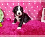 Small Photo #2 Bernedoodle Puppy For Sale in BLACK FOREST, CO, USA