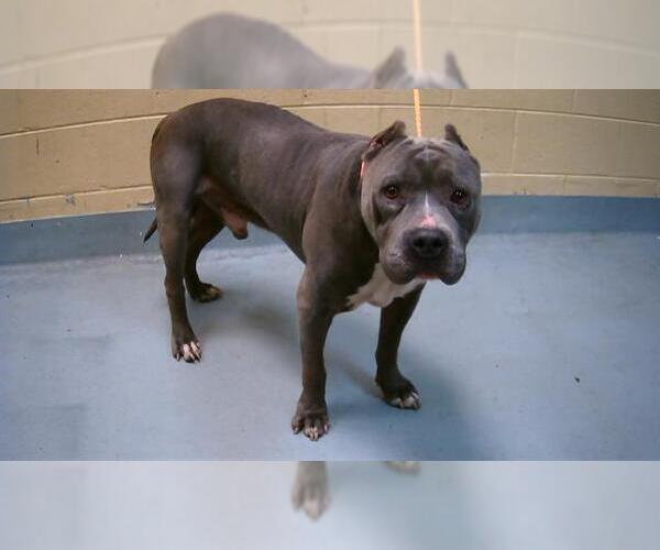 Medium Photo #1 Mutt Puppy For Sale in Tulsa, OK, USA