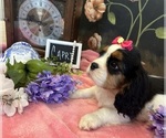 Small #2 Cavalier King Charles Spaniel