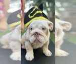 Small Photo #8 English Bulldog Puppy For Sale in SANTA ANA, CA, USA