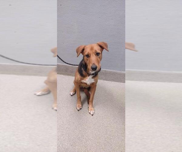 Medium Photo #1 German Shepherd Dog-Unknown Mix Puppy For Sale in Las Vegas, NV, USA