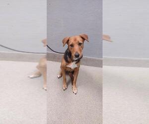 German Shepherd Dog-Unknown Mix Dogs for adoption in Las Vegas, NV, USA