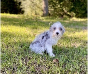 F2 Aussiedoodle Puppy for sale in COLLEGE STATION, TX, USA