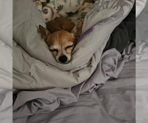 Medium Photo #2 Chihuahua-Unknown Mix Puppy For Sale in Coldwater, MI, USA