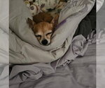 Small #1 Chihuahua Mix