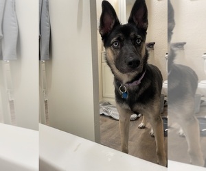 Alaskan Husky-German Shepherd Dog Mix Dogs for adoption in CROSBY, TX, USA
