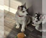 Small Photo #50 Siberian Husky Puppy For Sale in KING GEORGE, VA, USA