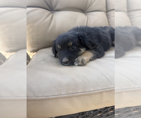 Medium Photo #24 Australian Shepherd Puppy For Sale in WILLIAMS, AZ, USA