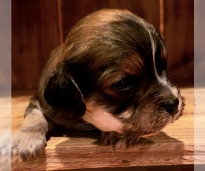 Cavanese Puppy for sale in PINK HILL, NC, USA