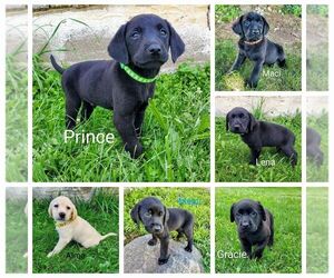 Labrador Retriever Litter for sale in CATO, NY, USA