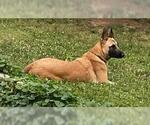Small #1 Mutt