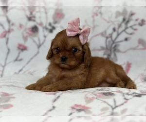 Cavapoo Puppy for sale in LAKELAND, FL, USA