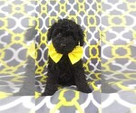 Small Photo #1 Poodle (Miniature) Puppy For Sale in LANCASTER, PA, USA