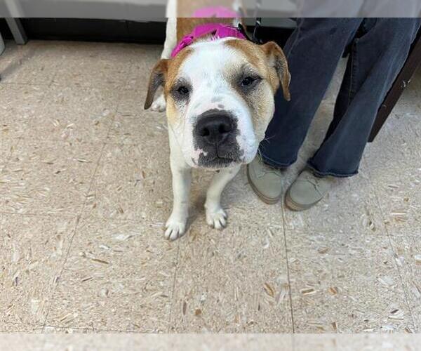 Medium Photo #2 American Pit Bull Terrier-Unknown Mix Puppy For Sale in Tulsa, OK, USA