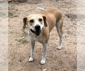 Labbe Dogs for adoption in The Woodlands, TX, USA