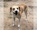 Small Photo #1 Labbe Puppy For Sale in The Woodlands, TX, USA