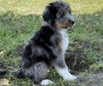 Small Photo #12 Bernedoodle Puppy For Sale in SPRINGFIELD, OH, USA