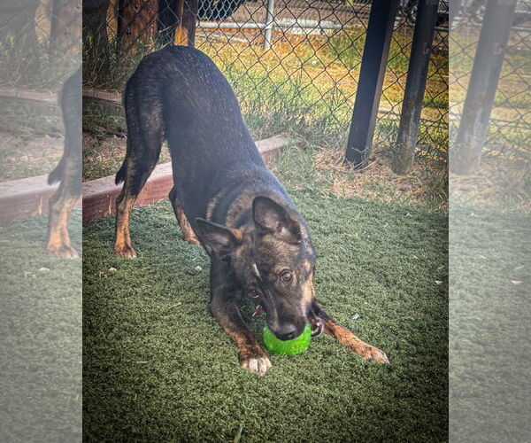 Medium Photo #6 German Shepherd Dog-Unknown Mix Puppy For Sale in San Diego, CA, USA