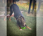 Small #5 German Shepherd Dog Mix