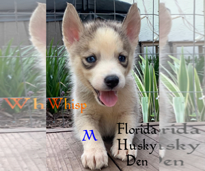 Siberian Husky Puppy for sale in NEW PORT RICHEY, FL, USA