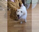 Small #18 Great Pyrenees Mix