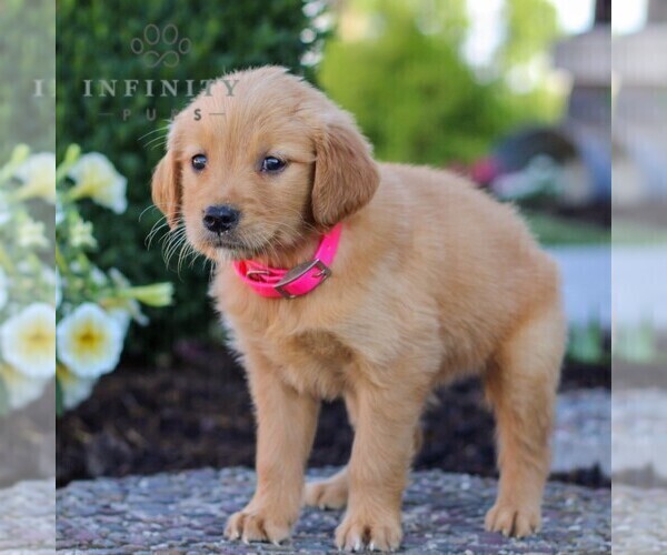 Medium Photo #4 Golden Retriever Puppy For Sale in LITITZ, PA, USA