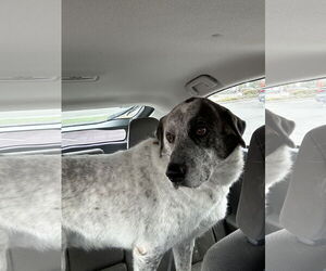 Bolt - Male Pyrenees Catahoula Dog for Adoption - Photo #9