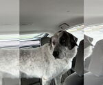 Small #8 Great Pyrenees Mix