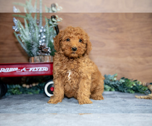 Medium Poodle (Miniature)