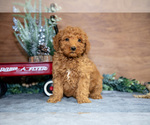 Puppy Cooper Poodle (Miniature)