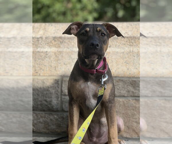 Medium Photo #18 American Pit Bull Terrier-Labrador Retriever Mix Puppy For Sale in Brewster, NY, USA