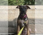 Small #17 American Pit Bull Terrier-Labrador Retriever Mix