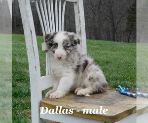 Border Collie Puppy for Sale in CLARKRANGE, Tennessee USA