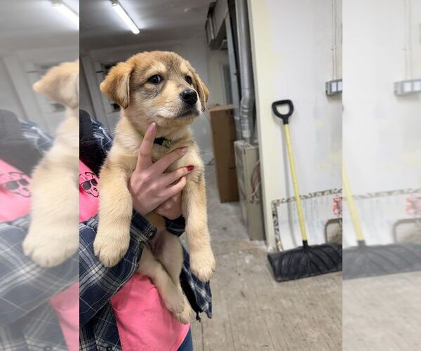 Medium Photo #1 Mutt Puppy For Sale in Calgary, Alberta, Canada