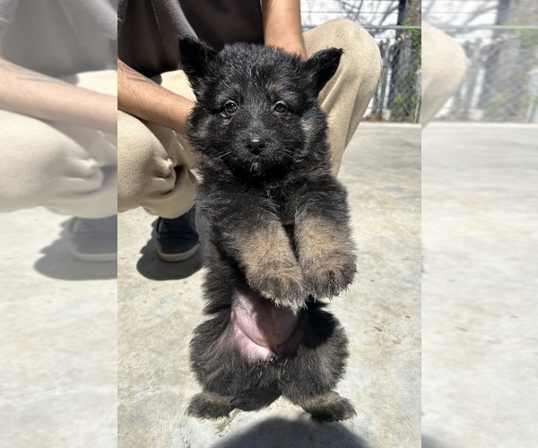 Medium Photo #20 German Shepherd Dog Puppy For Sale in FORT WORTH, TX, USA