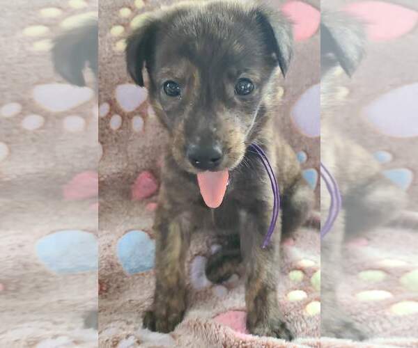 Medium Photo #1 German Shepherd Dog-Plott Hound Mix Puppy For Sale in Cary, NC, USA