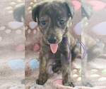 Small German Shepherd Dog-Plott Hound Mix