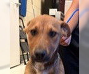 German Shepherd Dog-Unknown Mix Dogs for adoption in Canton, CT, USA