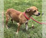 Small #1 Chihuahua Mix