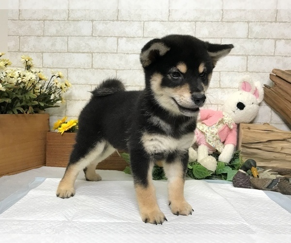 Medium Photo #5 Shiba Inu Puppy For Sale in SAN FRANCISCO, CA, USA