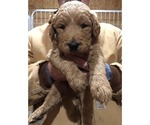 Small Photo #5 Goldendoodle Puppy For Sale in FULTON, MO, USA